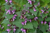 Jasnota purpurowa